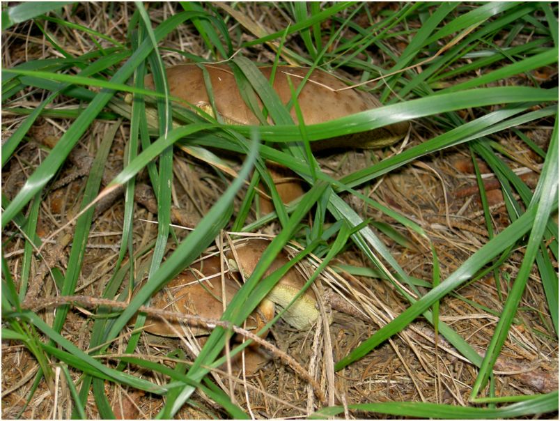 Javorek II. 2005 065